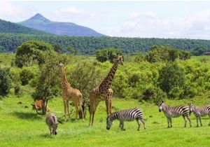 zebras and giraffes at Arusha park
